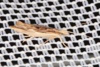 Ypsolopha scabrella