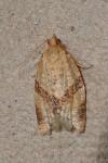 Clepsis consimilana