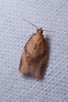 Clepsis consimilana