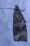 Celypha lacunana