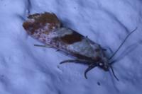 Falseuncaria ruficiliana