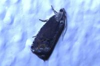 Cydia splendana