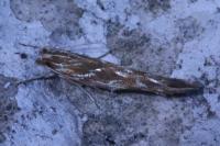 Pyroderces argyrogrammos