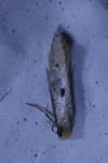 Tinea trinotella