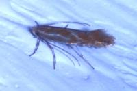 Phyllonorycter corylifoliella
