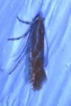 Phyllonorycter corylifoliella