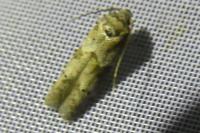 Blastobasis glandulella