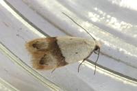 Odites kollarella