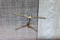 Agdistis