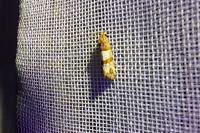 Lobesia indusiana/limoniana