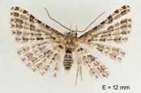 Alucita palodactyla