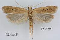 Nothris verbascella