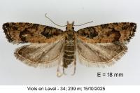 Acroclita subsequana