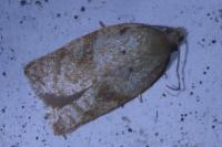 Acleris ferrugana/notana