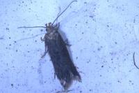 Bryotropha terrella