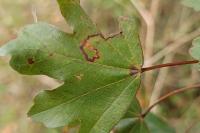 Stigmella aceris