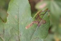Stigmella aceris