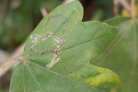 Stigmella aceris