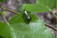 Adela reaumurella
