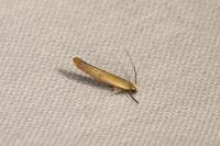 Zelleria hepariella