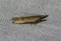 Dichomeris acuminata