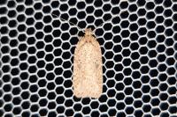 Agonopterix scopariella