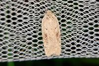 Agonopterix nervosa
