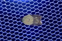 Acleris variegana