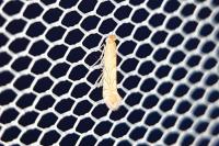 Phyllonorycter messaniella