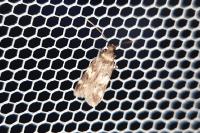 Oegoconia
