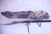 Epermenia chaerophyllella