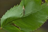 Phyllonorycter