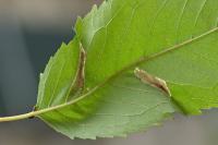 Phyllonorycter