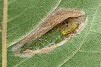 Phyllonorycter