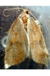 Acleris rhombana