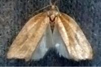 Acleris rhombana