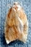 Acleris rhombana