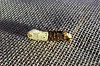 Trichophaga bipartitella