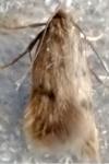 Borkhausenia nefrax
