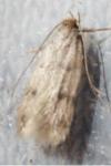Borkhausenia nefrax