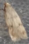 Borkhausenia nefrax