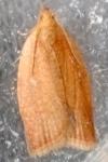Clepsis consimilana