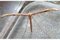 Emmelina monodactyla