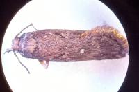 Depressaria albipunctella