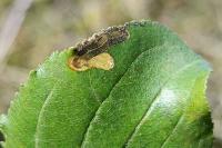 Stigmella catharticella