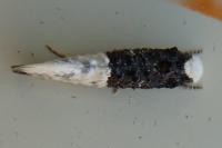 Trichophaga bipartitella