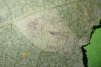 Phyllonorycter sagitella