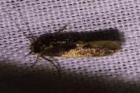 Opogona omoscopa