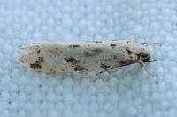 Nemapogon inconditellus