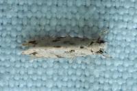 Nemapogon inconditellus